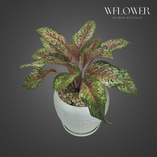 Pink aglaonema plant with variegated foliage in a white ceramic planter.
