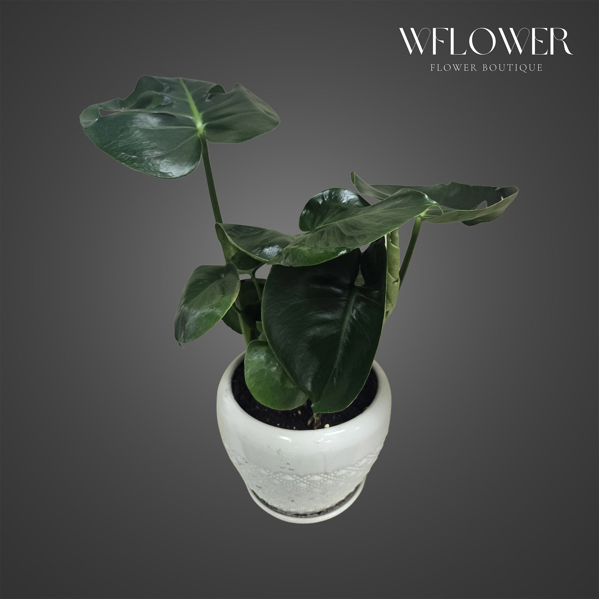Monstera houseplant with glossy green leaves in a white ceramic pot.