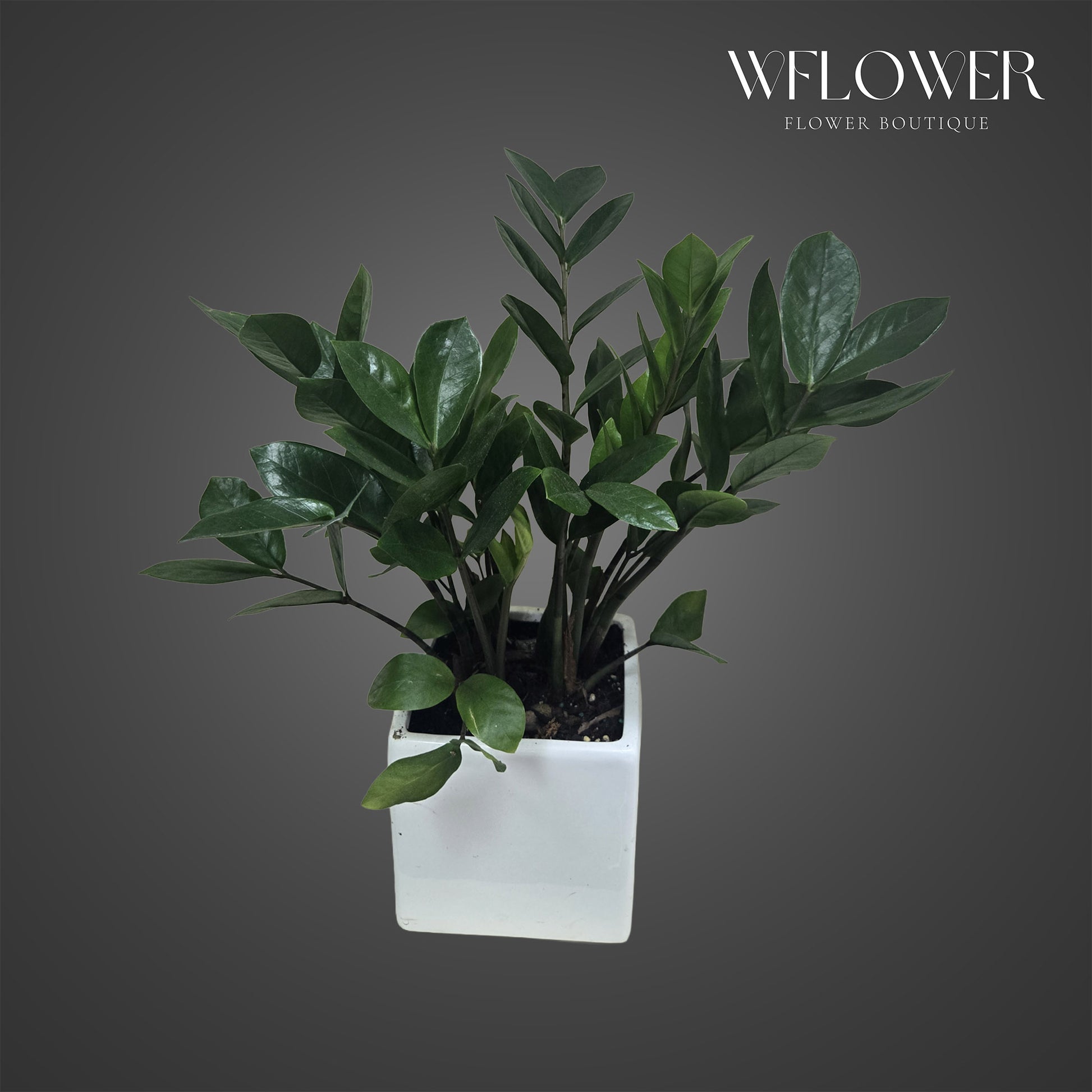 ZZ plant with glossy upright stems in a white modern planter.