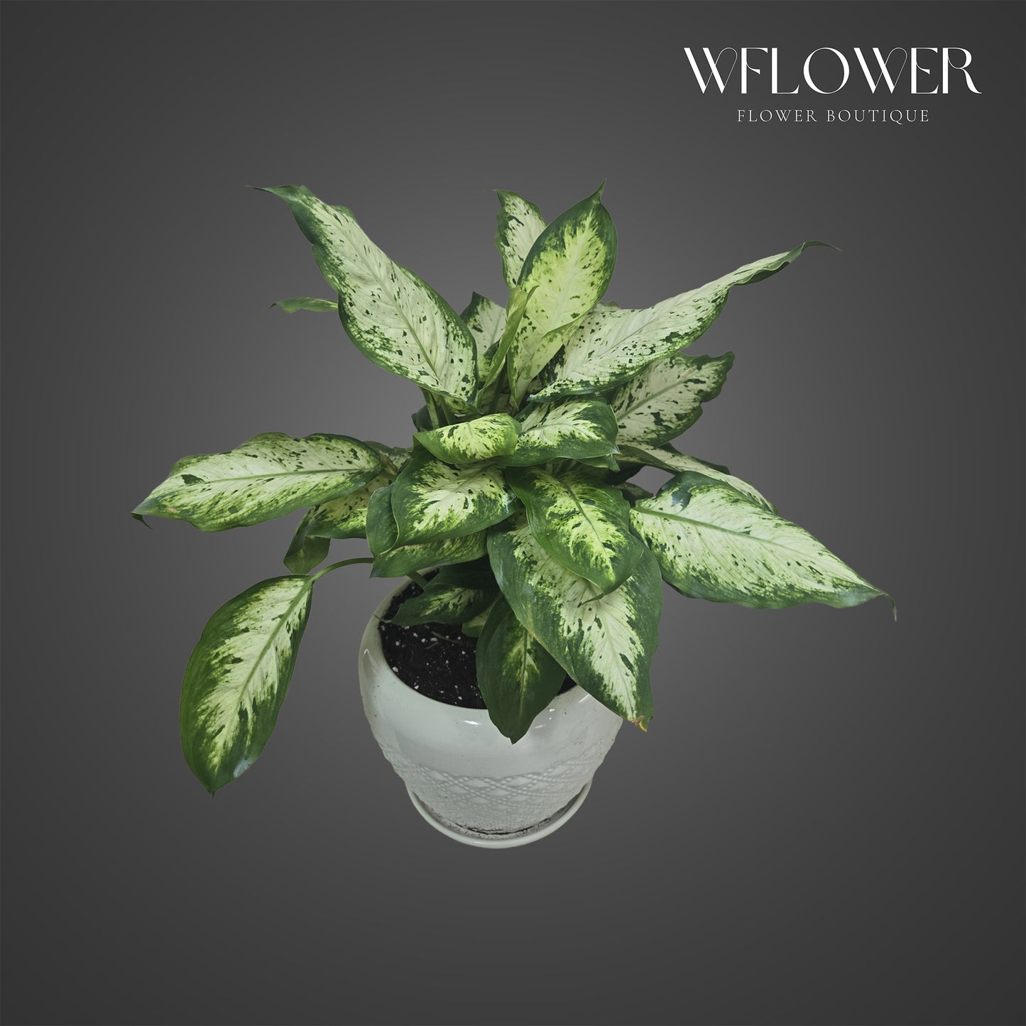 Dieffenbachia Camille plant with green and cream variegated leaves in a white ceramic planter.