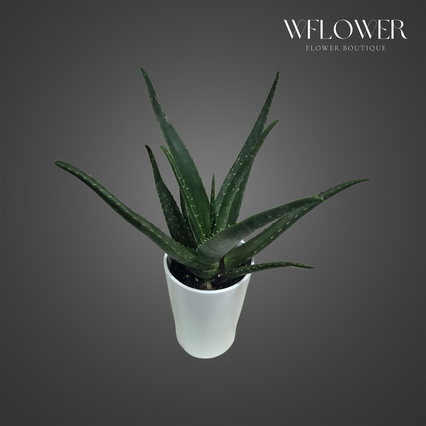 Aloe vera plant with upright succulent leaves in a white planter.