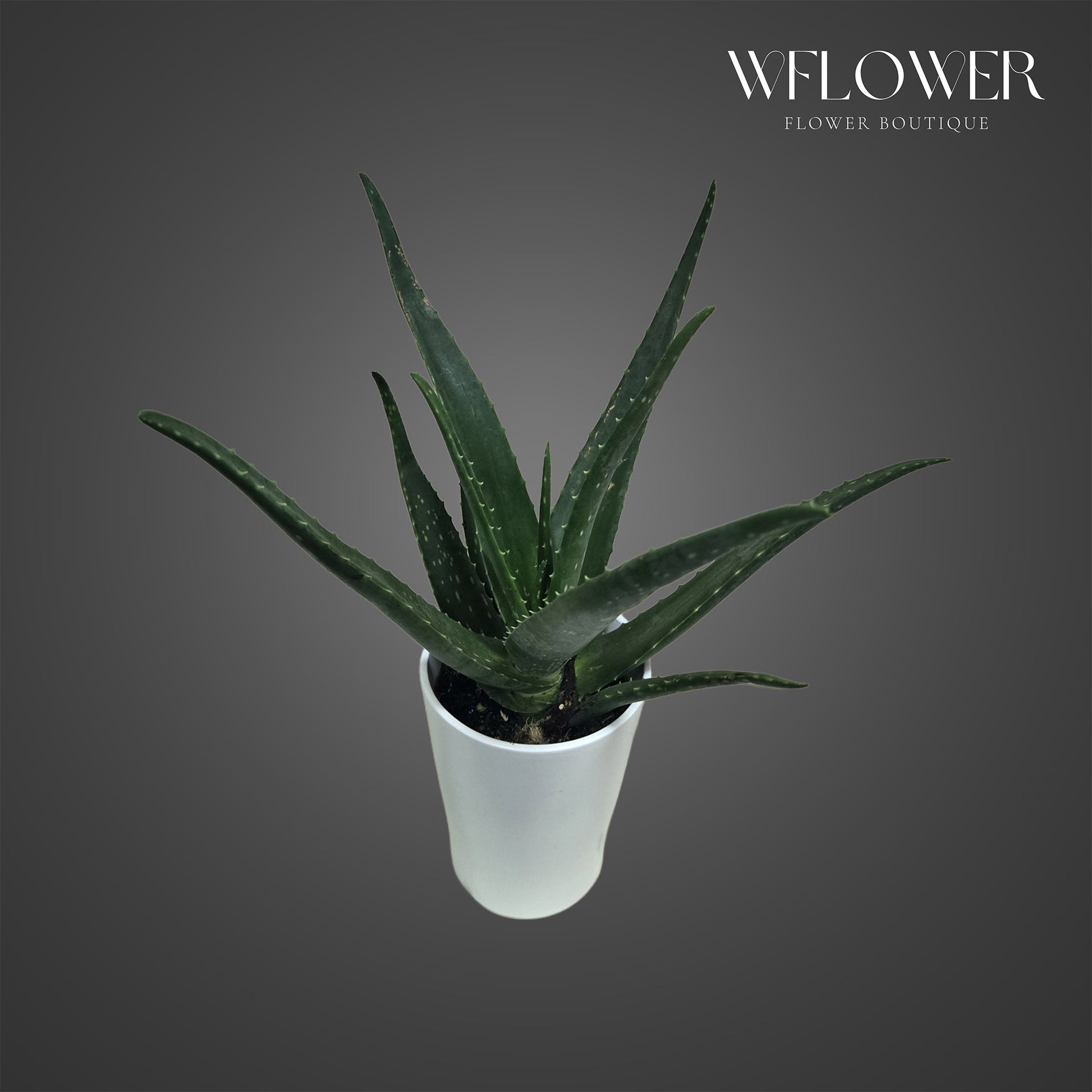 Aloe vera plant with upright succulent leaves in a white planter.