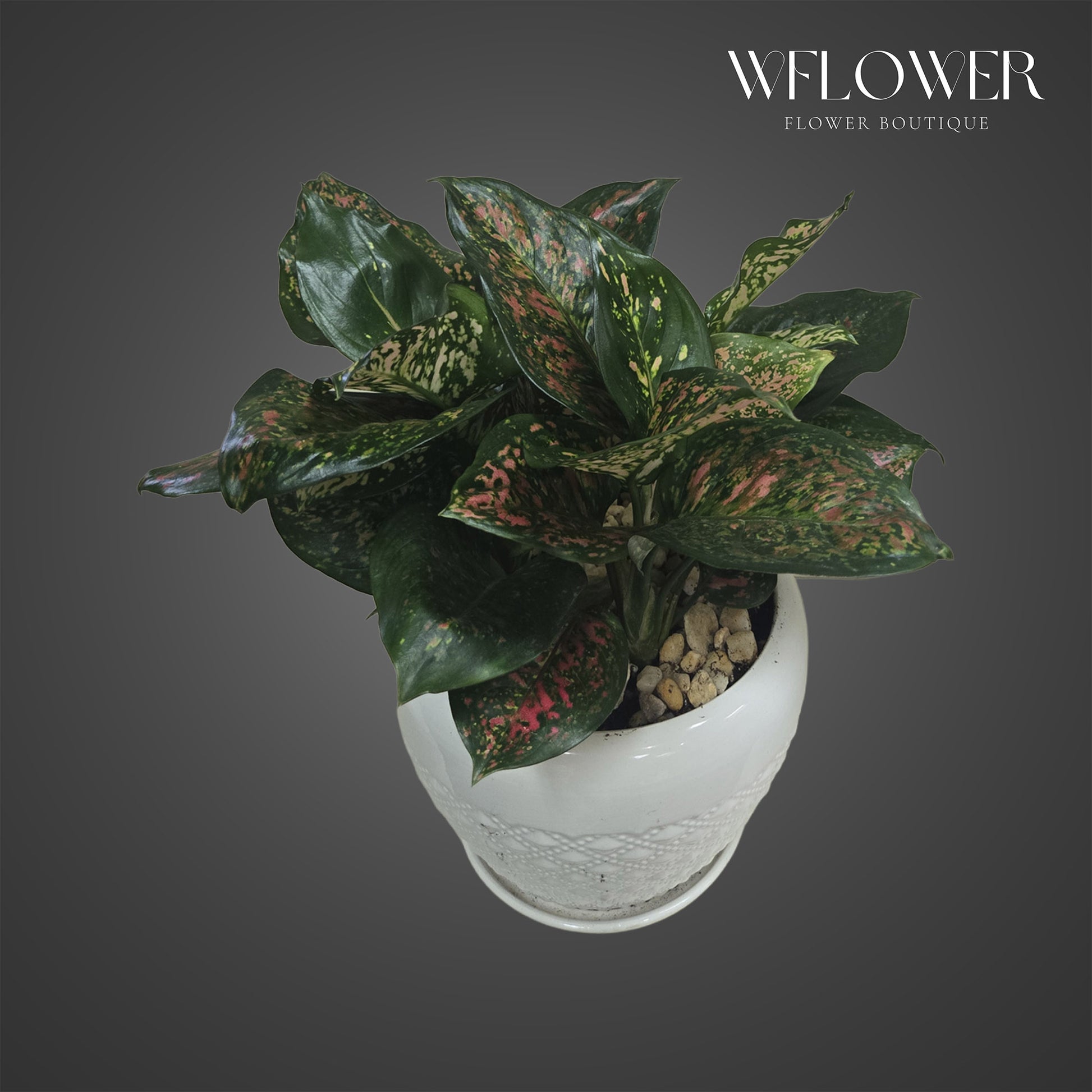 Red aglaonema plant with dark green and rosy variegated leaves in a white ceramic planter.