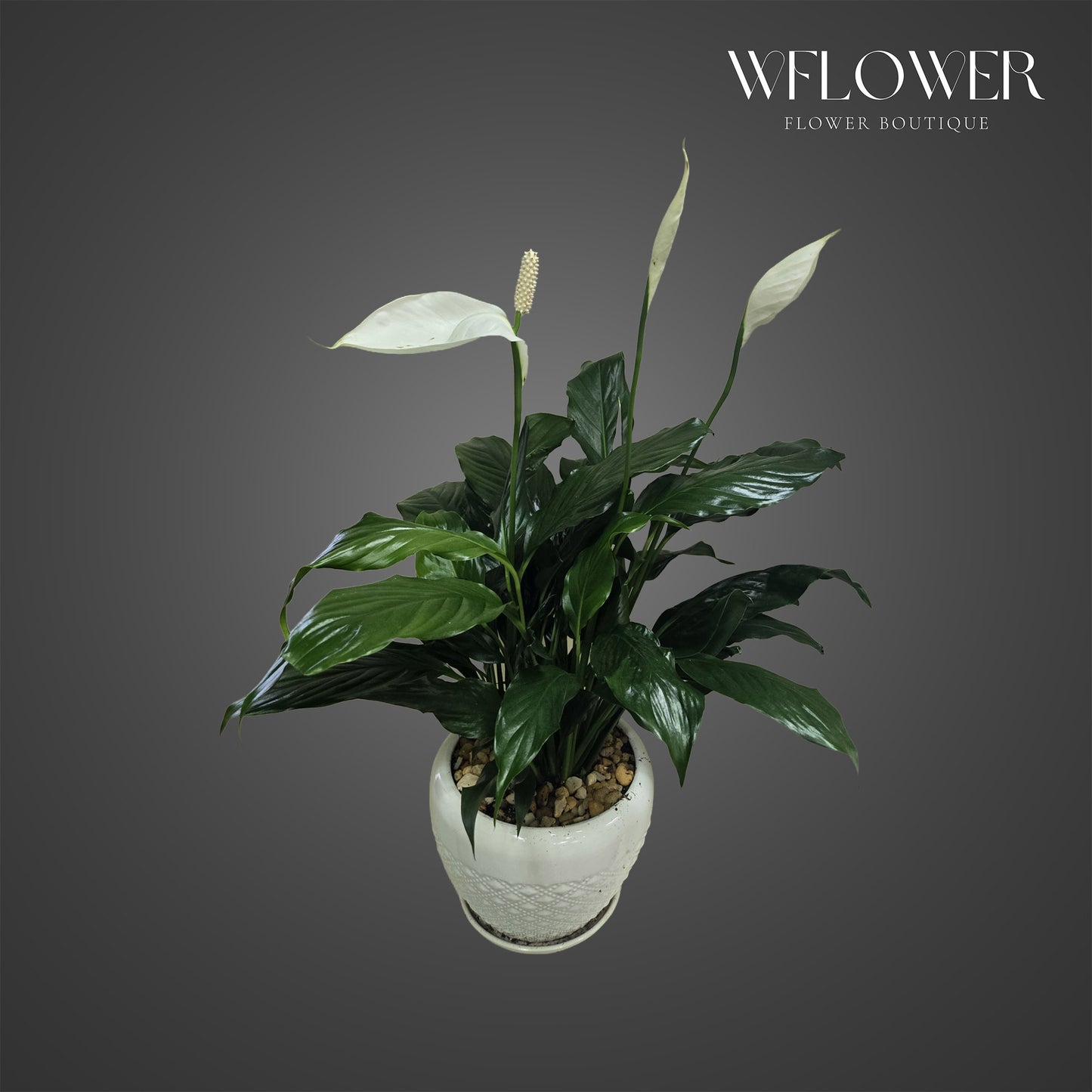Peace lily with glossy leaves and white blooms in a white ceramic planter.