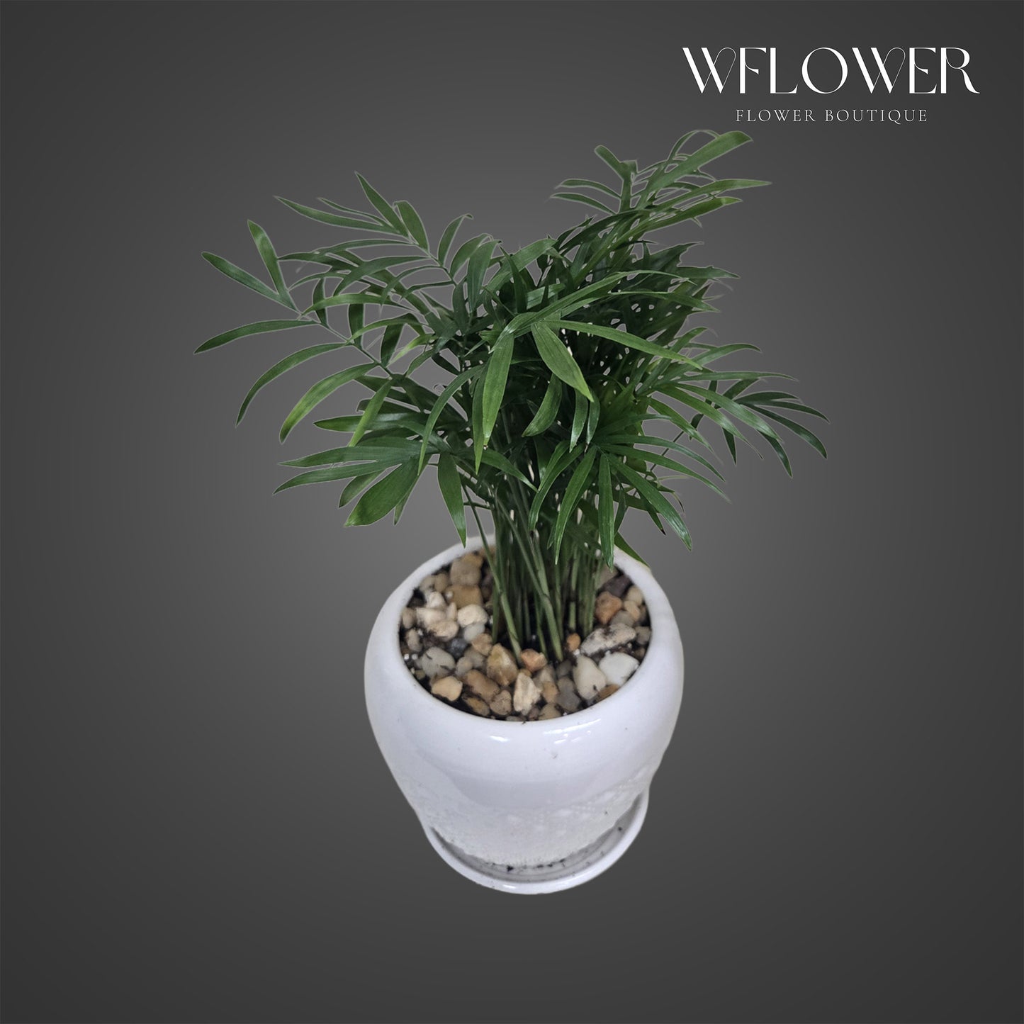 Parlor palm with delicate feathery fronds in a white ceramic pot.