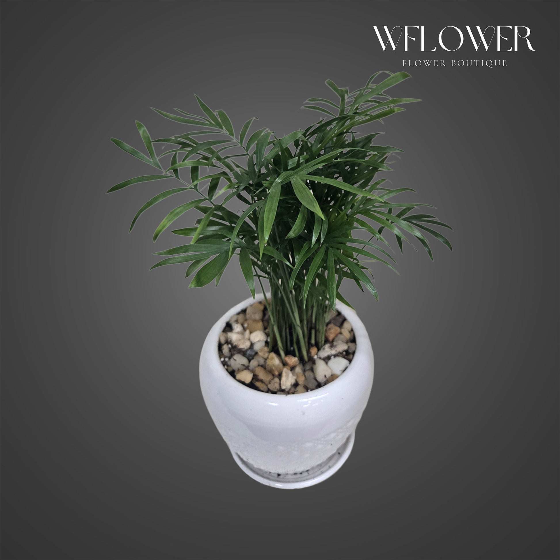 Parlor palm with delicate feathery fronds in a white ceramic pot.