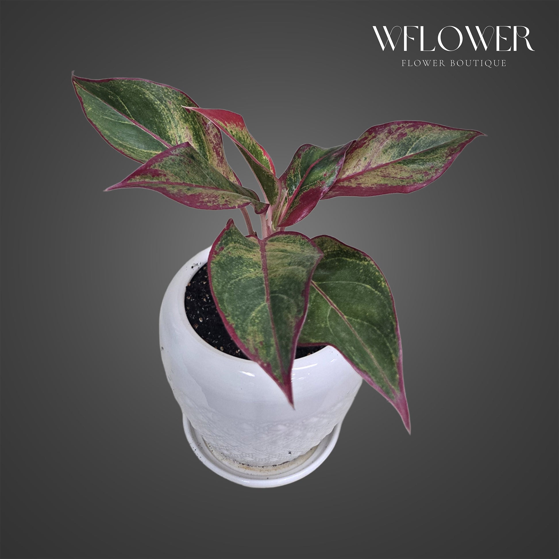 Red aglaonema Siam plant with green leaves edged in pink-red in a white planter.