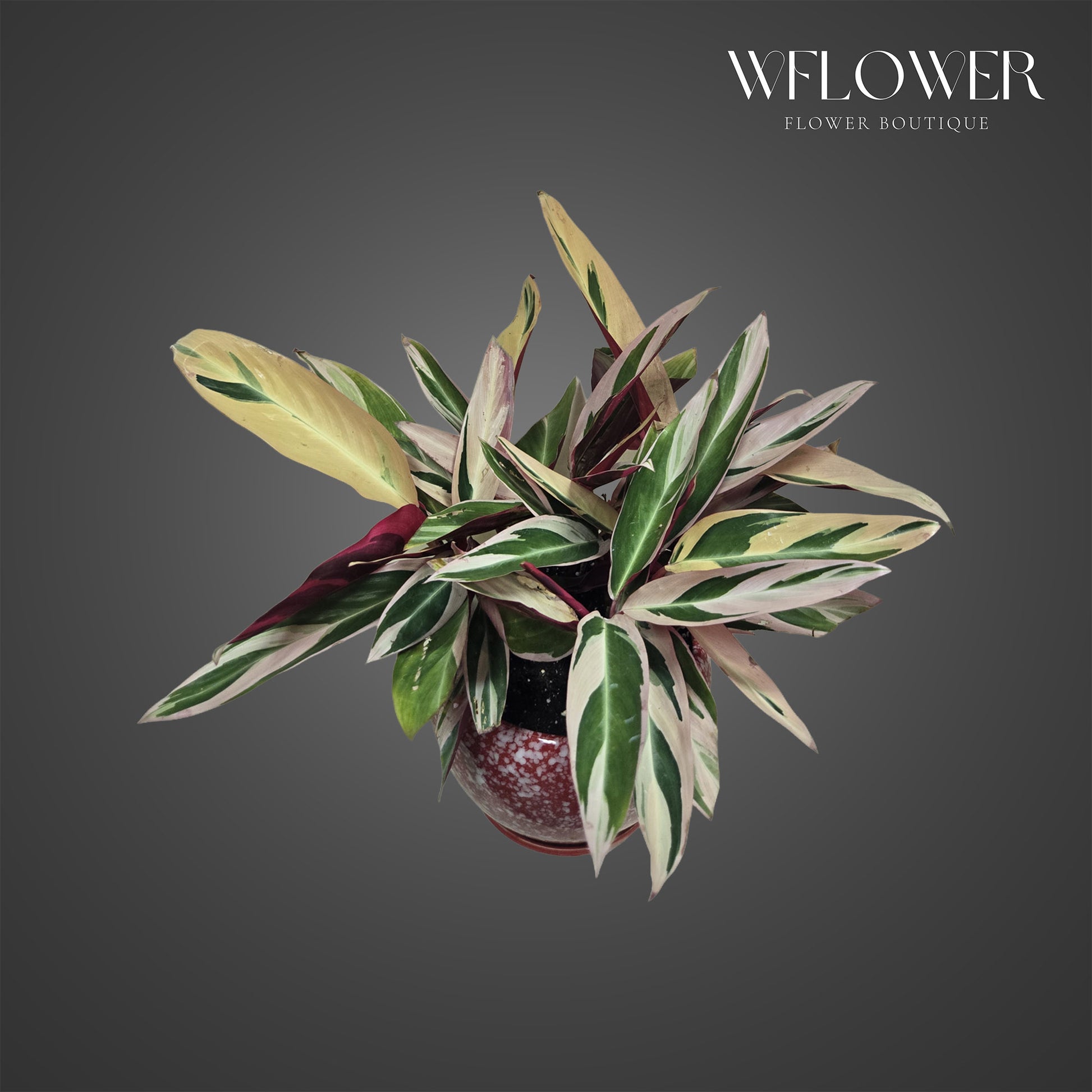 Stromanthe Triostar with cream, green, and blush variegated foliage in a decorative planter.