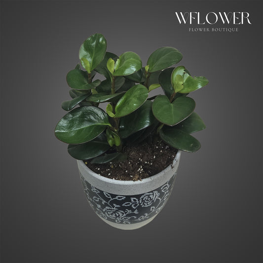 Peperomia Green Gloss Plant