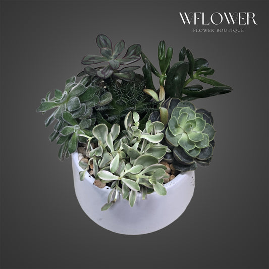 Mixed succulent garden featuring assorted textures and rosettes in a white ceramic bowl.
