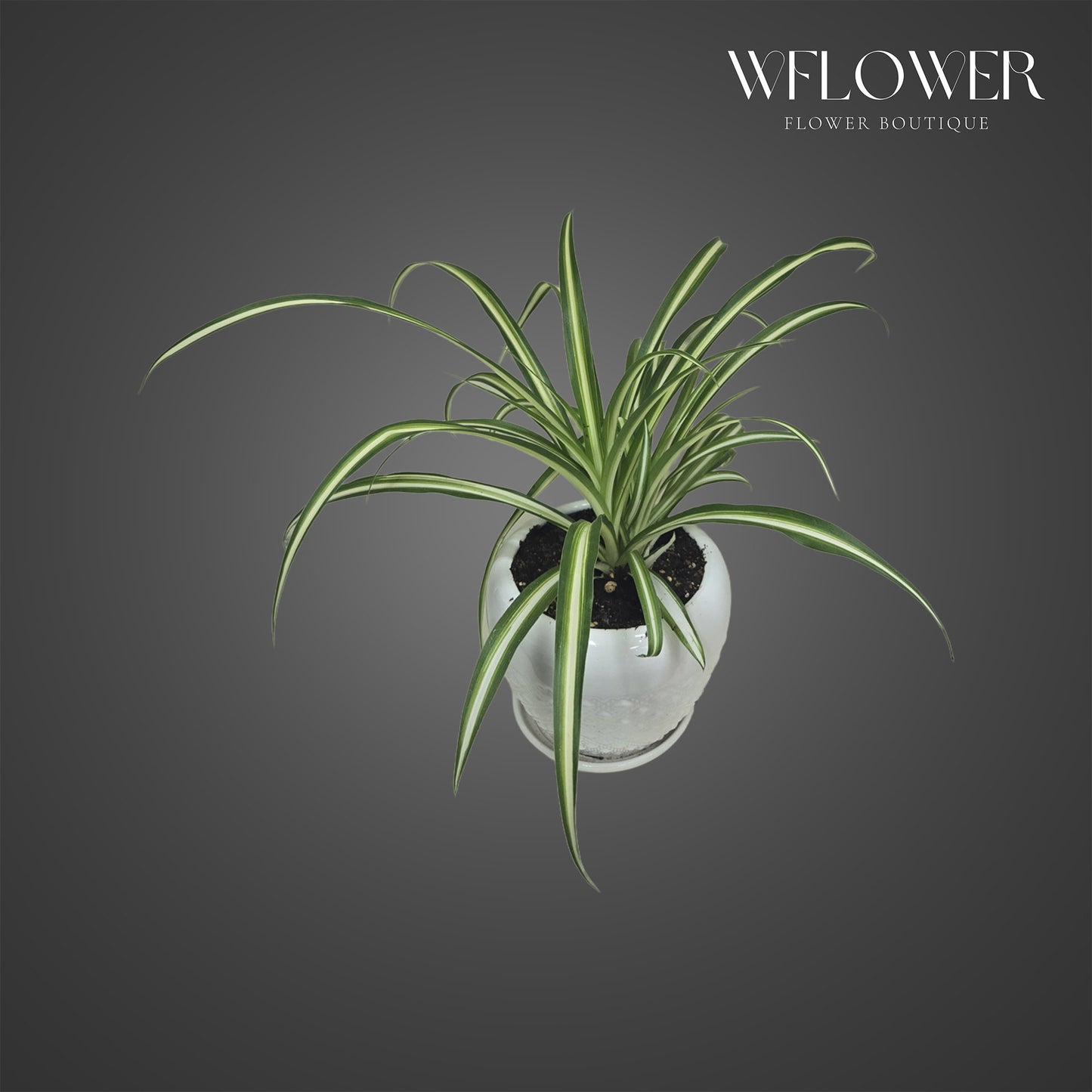 Spider plant with arching striped foliage in a white ceramic planter.
