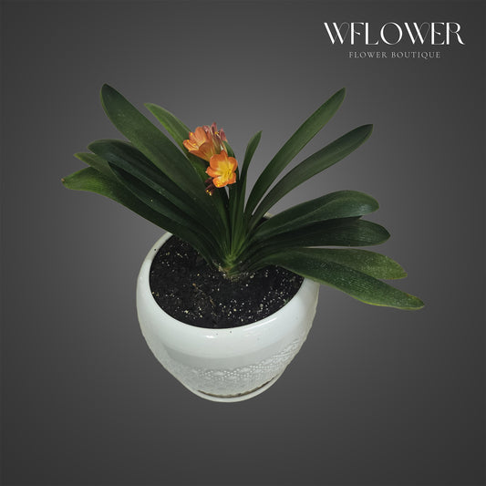 Orange clivia blooming plant with strap-like leaves in a white planter.