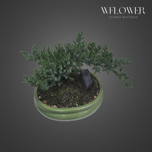 Juniper Bonsai with Green Ceramic