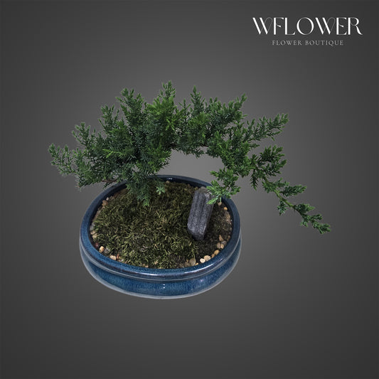 Juniper Bonsai with Blue Ceramic