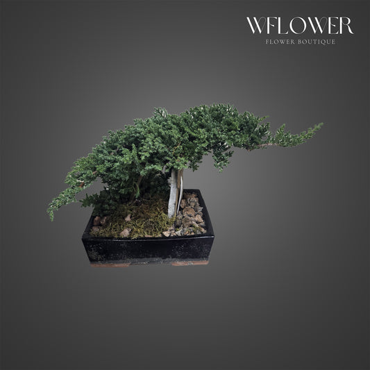 Juniper Bonsai Black Tray