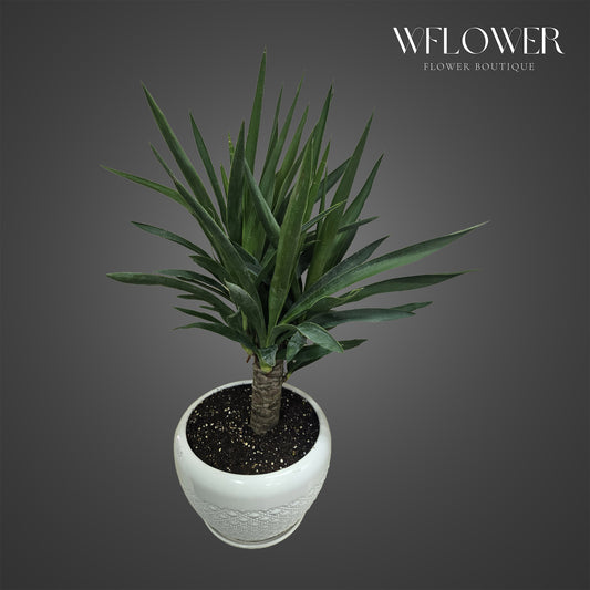 Yucca Cane Indoor Plant