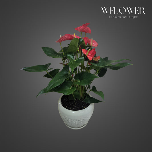 Red Anthurium Plant