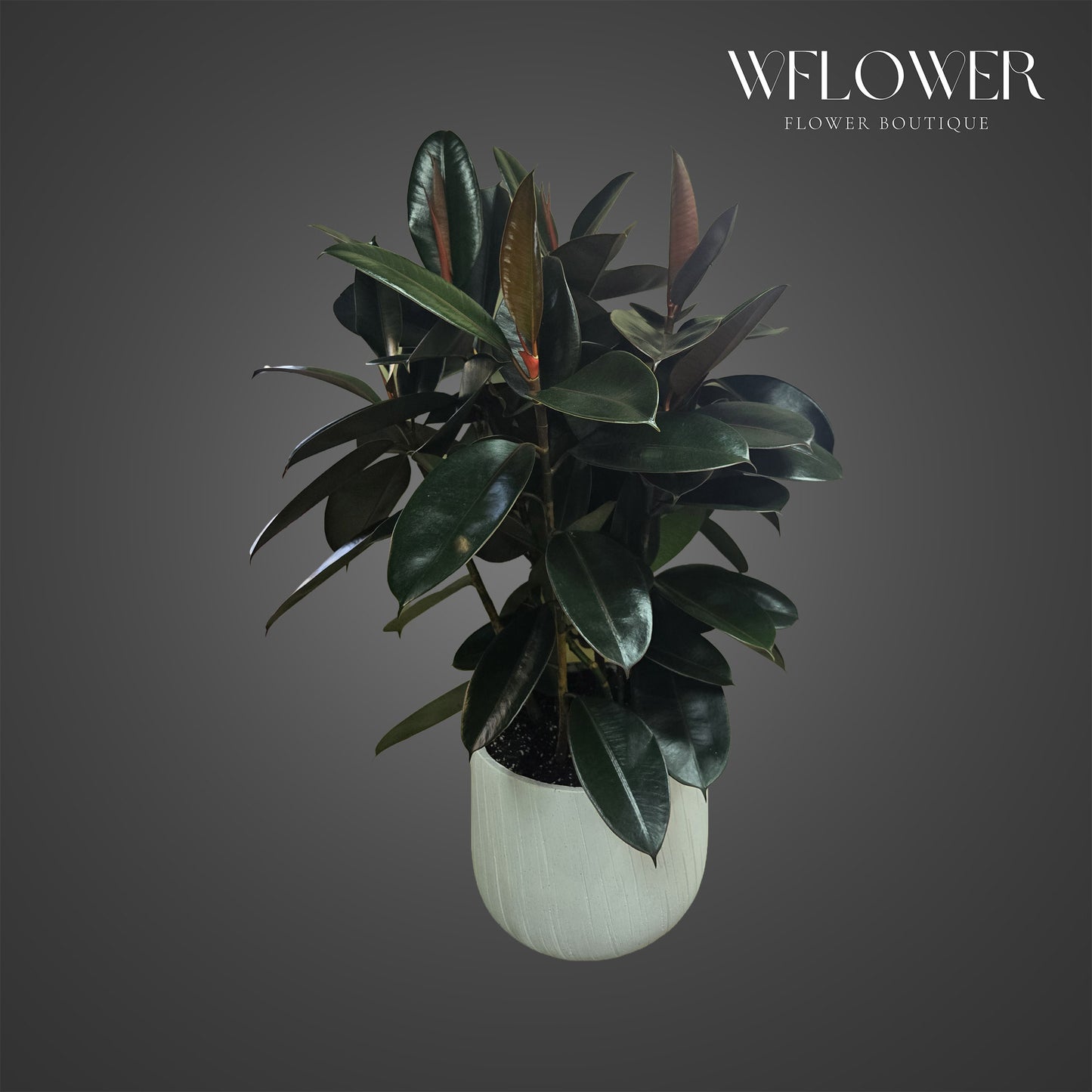 Rubber Plant Burgundy
