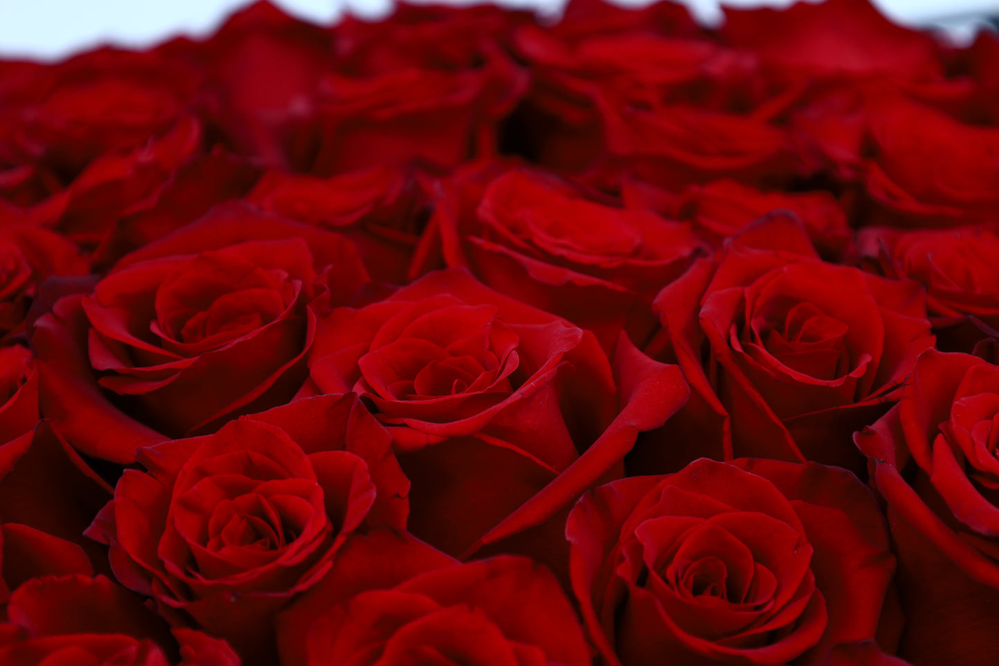 Rose Magnifique Signature Bouquet