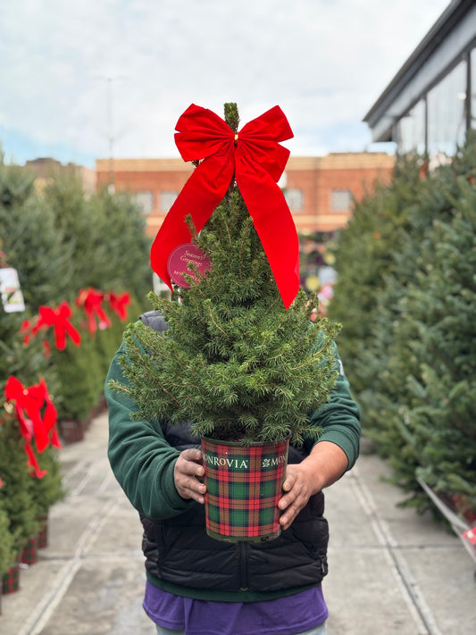 Dwarf Alberta Spruce