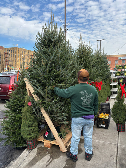 Fresh Cut Fraser Fir Christmas Tree (8 to 9 ft)