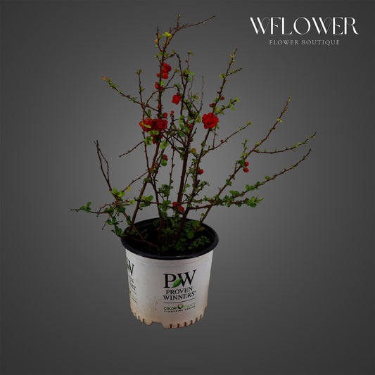 Red flowering quince plant in pot