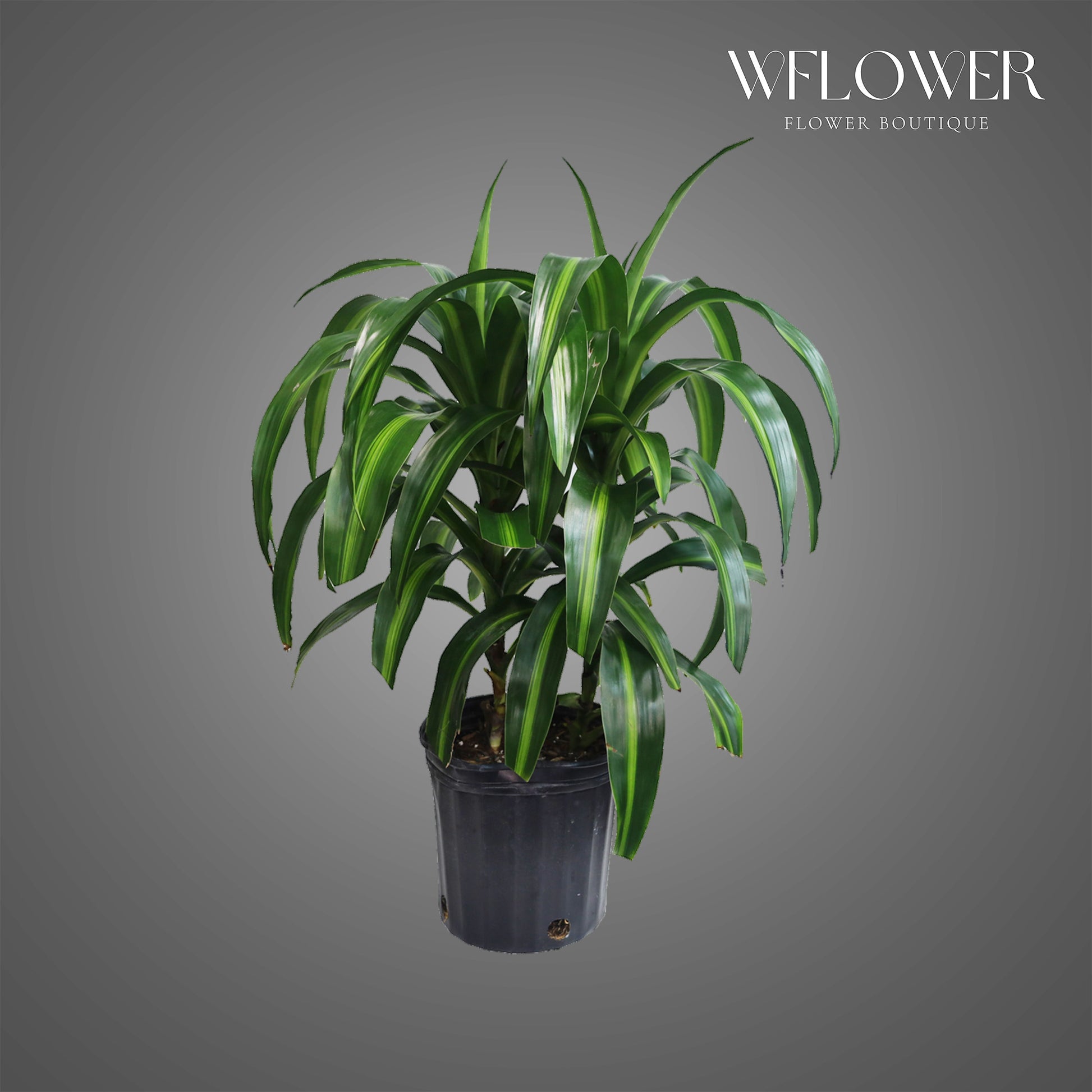 Dracaena Green Plant, 2 ft tall potted indoor plant