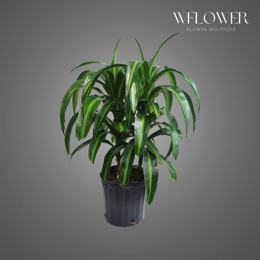 Dracaena Green Plant, 2 ft tall potted indoor plant