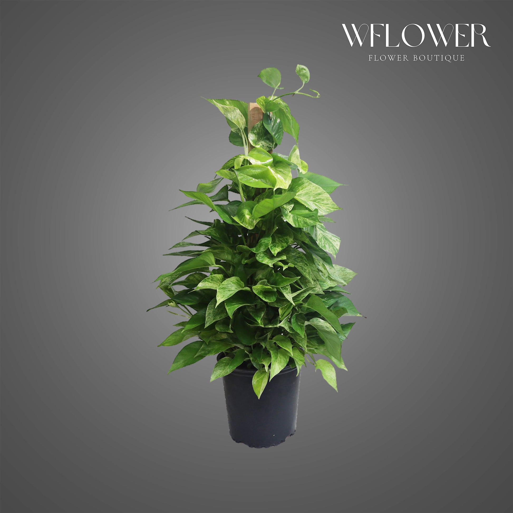 Golden Pothos Totem, 3 ft tall potted indoor plant
