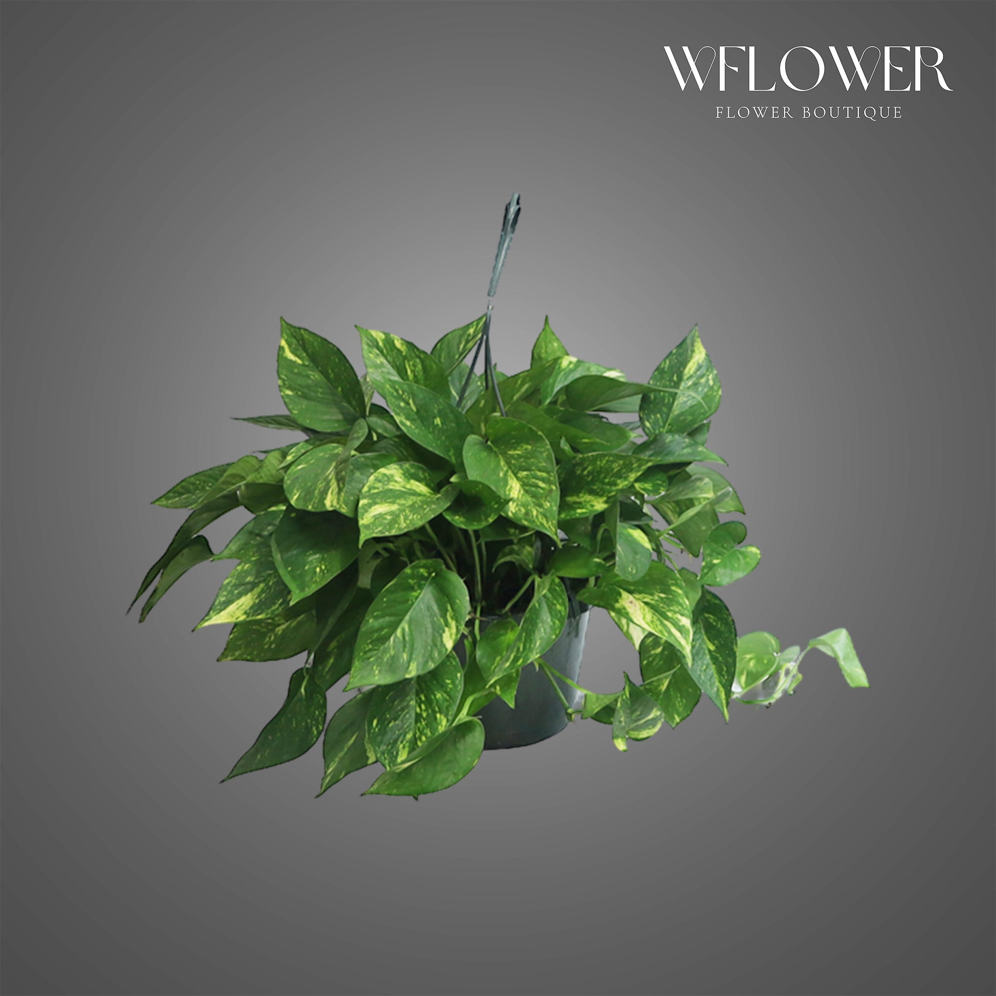 Golden Pothos Plant, 10 in tall potted indoor plant