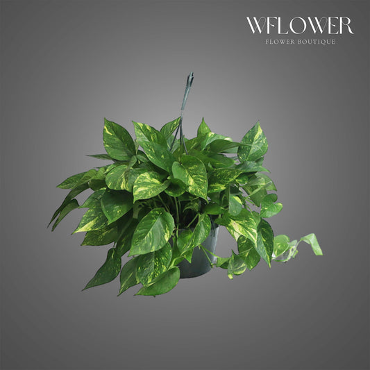 Golden Pothos Plant, 10 in tall potted indoor plant