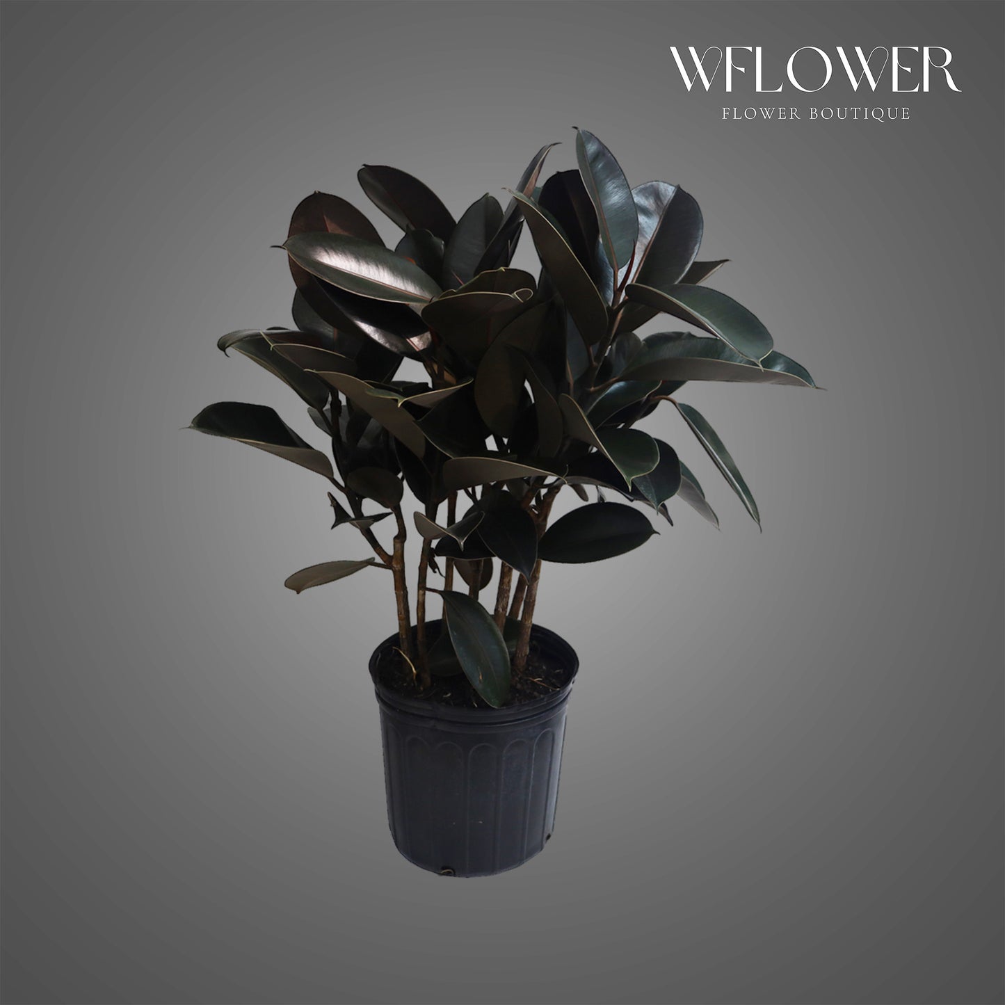 Burgundy Rubber Plant, 3 ft tall potted indoor plant