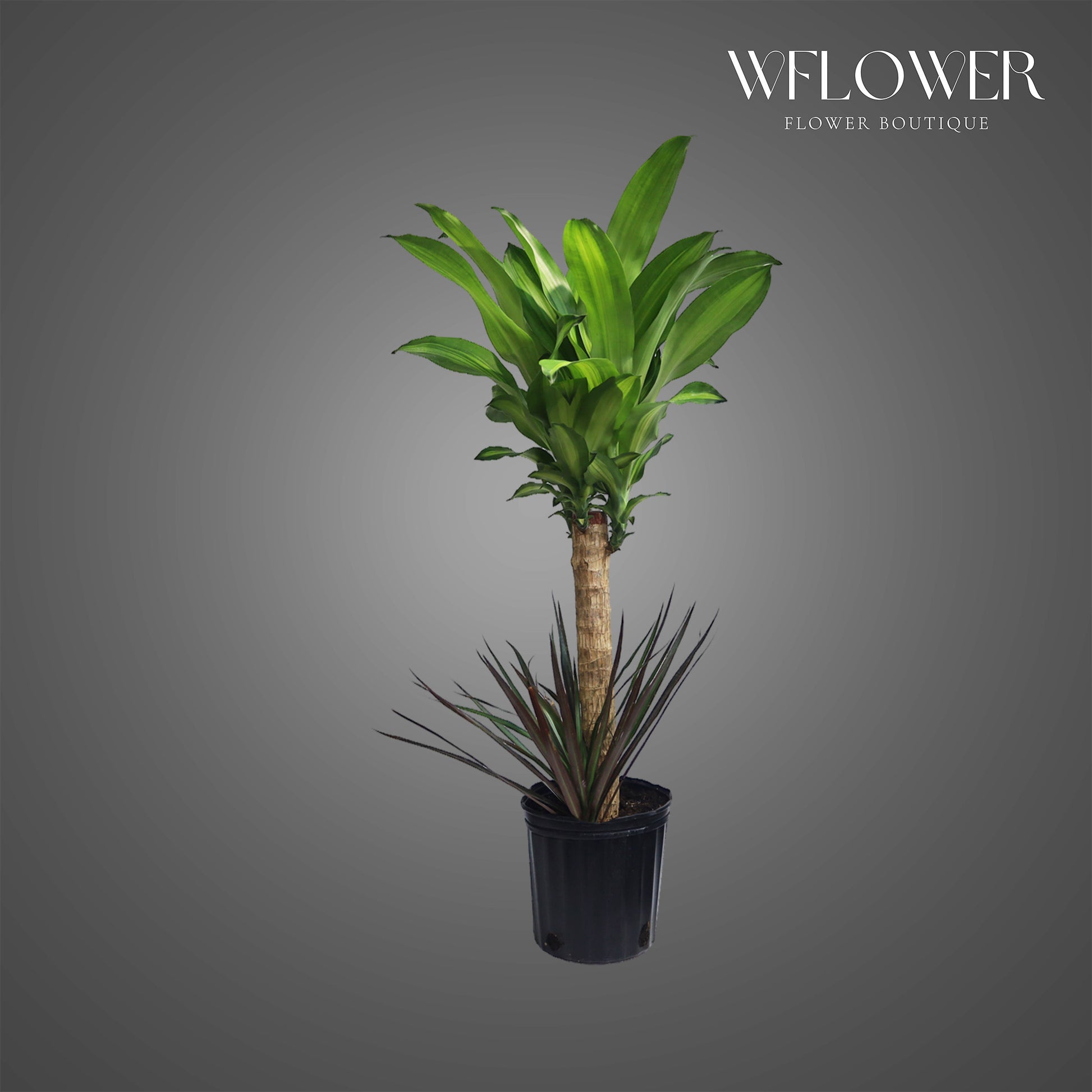 Mixed Dracaena Cane Plant, 4 ft tall potted indoor plant