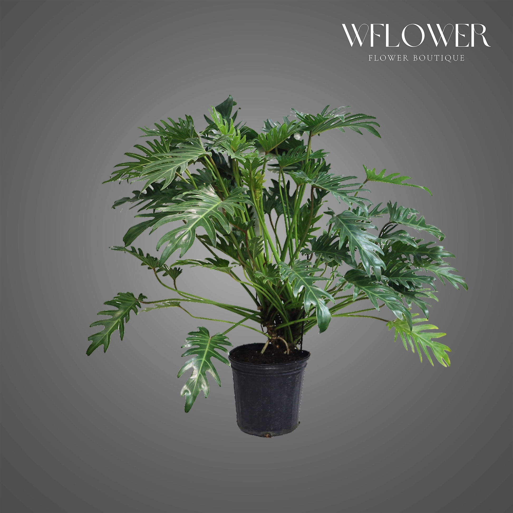 Split-Leaf Philodendron, 3 ft tall potted indoor plant