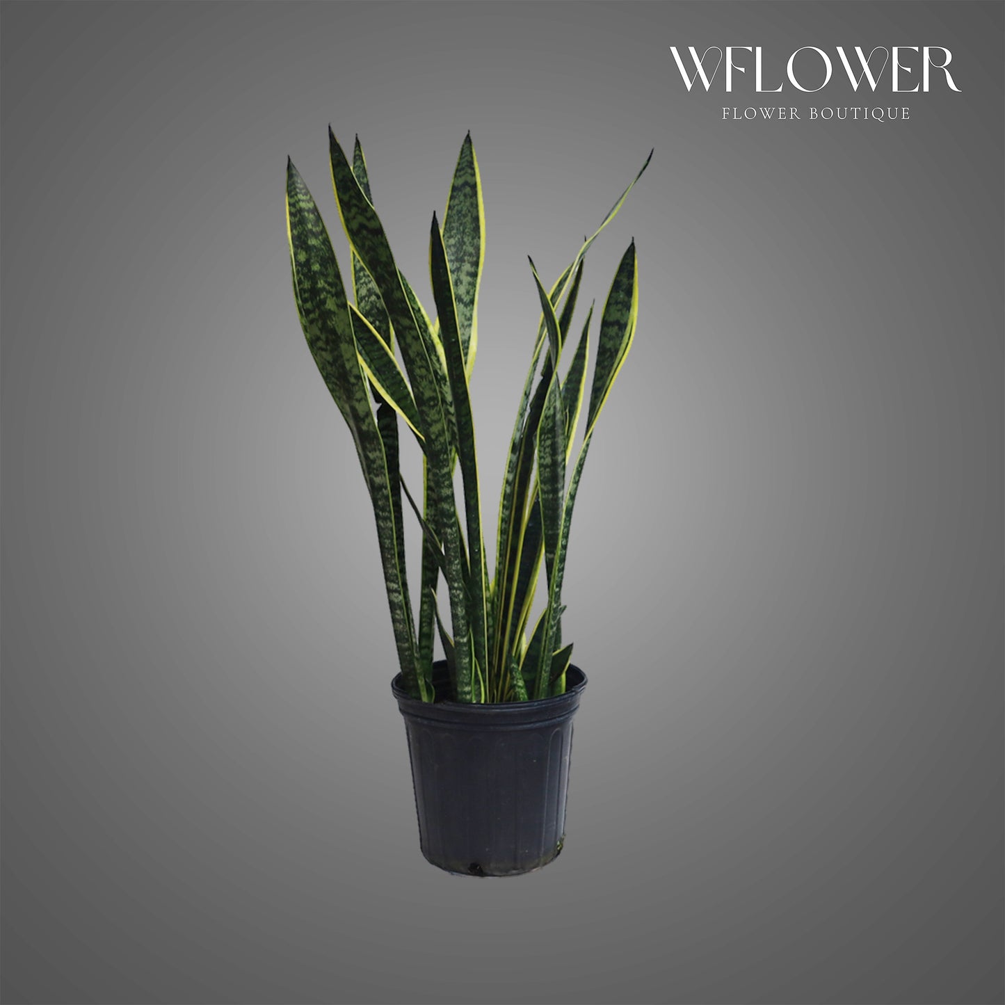 Snake Plant Laurentii, 3 ft tall potted indoor plant