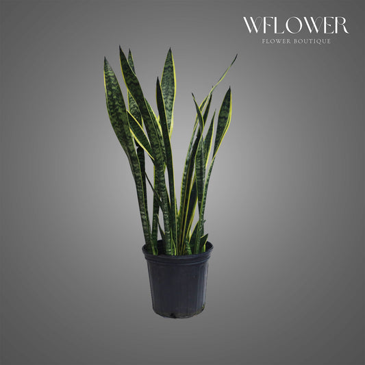 Snake Plant Laurentii, 3 ft tall potted indoor plant