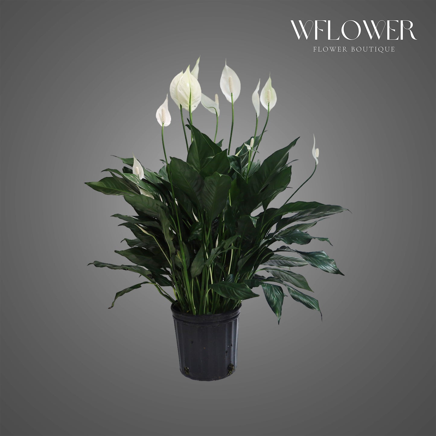 Peace Lily, 38 in tall potted indoor plant