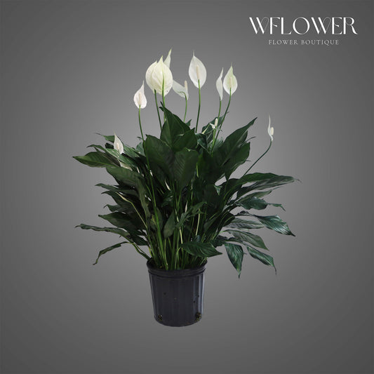 Peace Lily, 38 in tall potted indoor plant