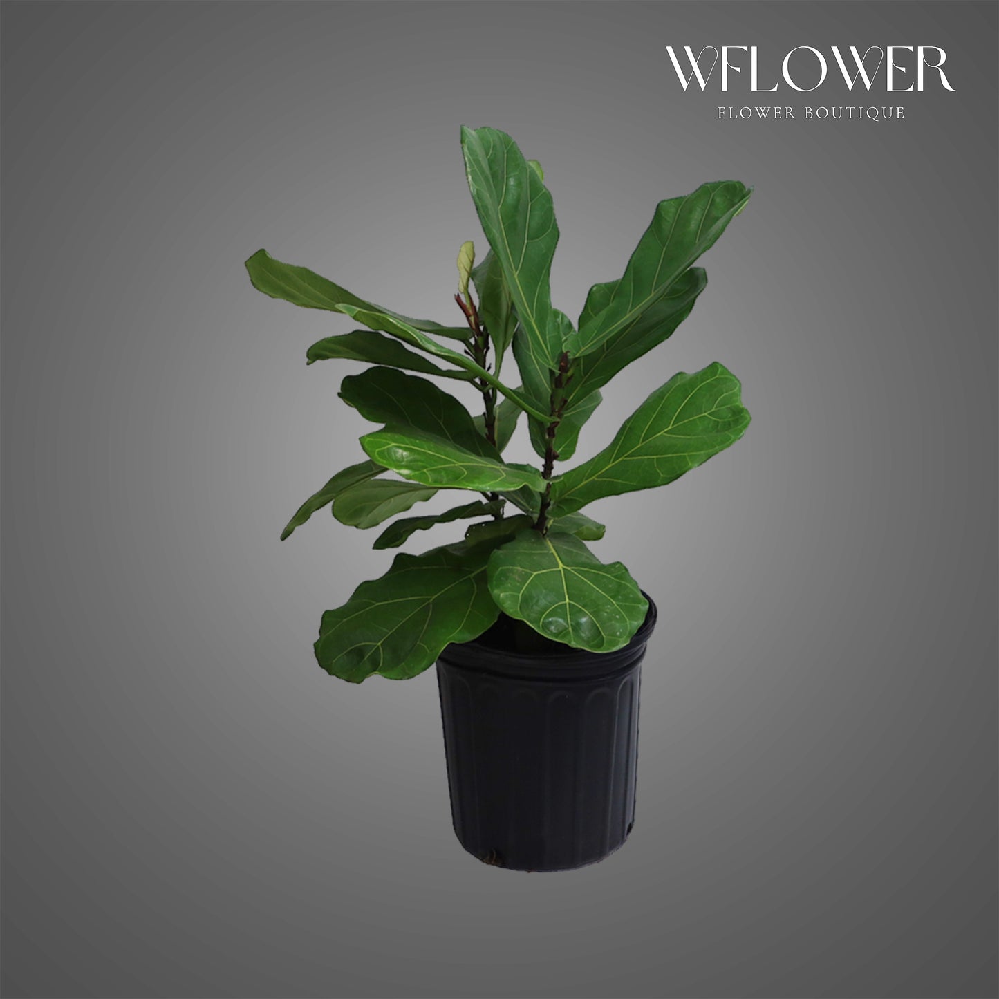 Fiddle Leaf Fig, 2 ft tall potted indoor plant