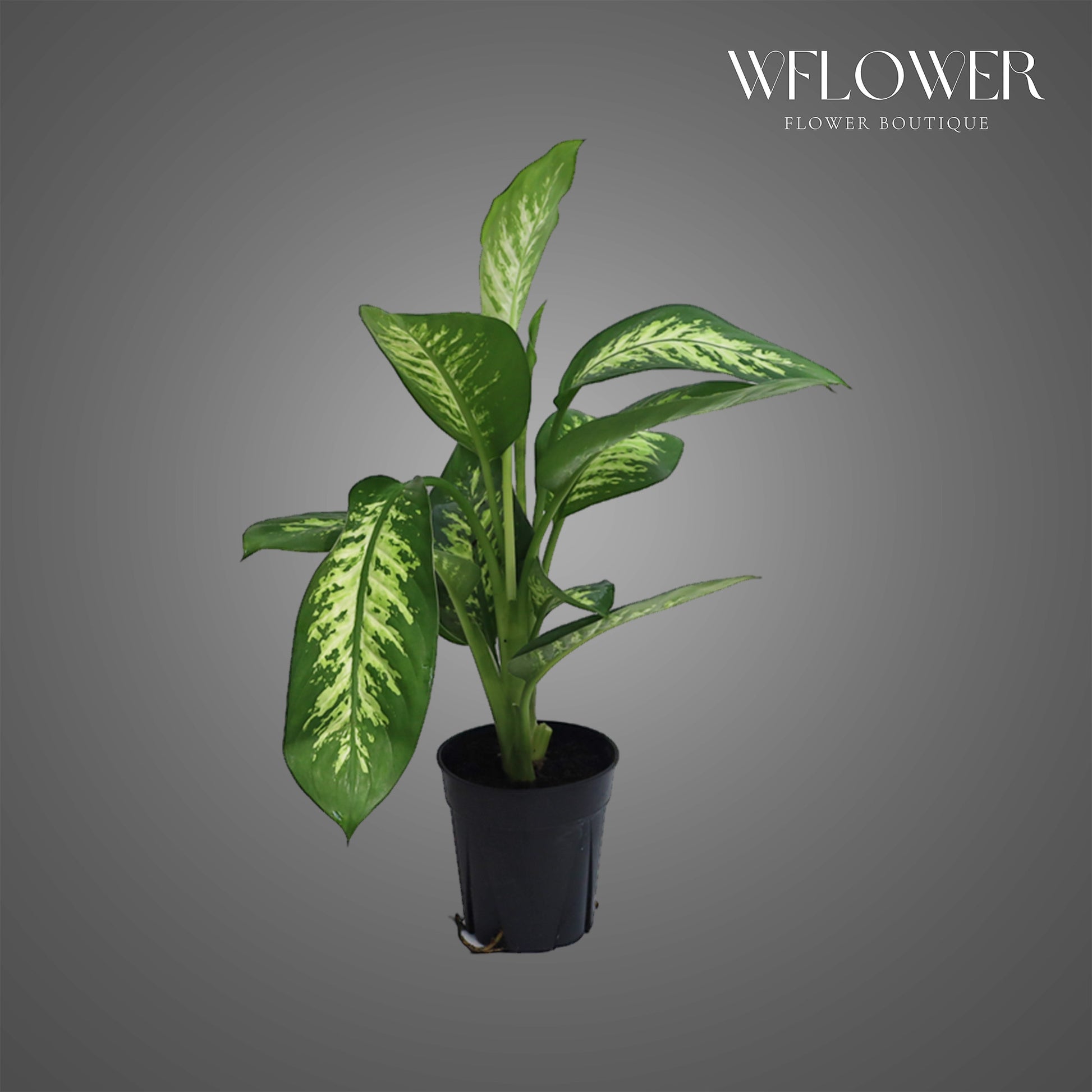 Dieffenbachia Plant, 2 ft tall potted indoor plant
