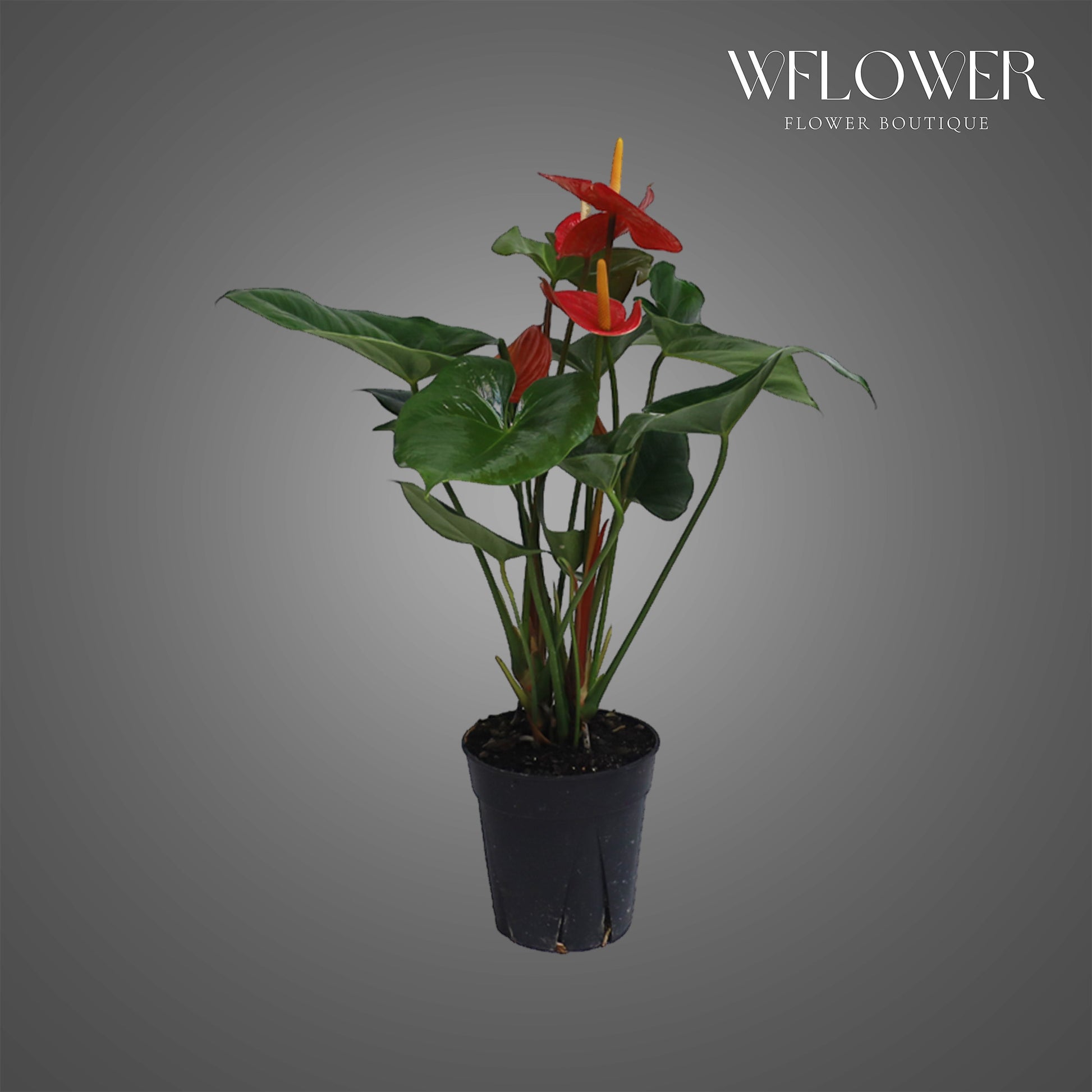 Red Anthurium, 2 ft tall potted indoor plant
