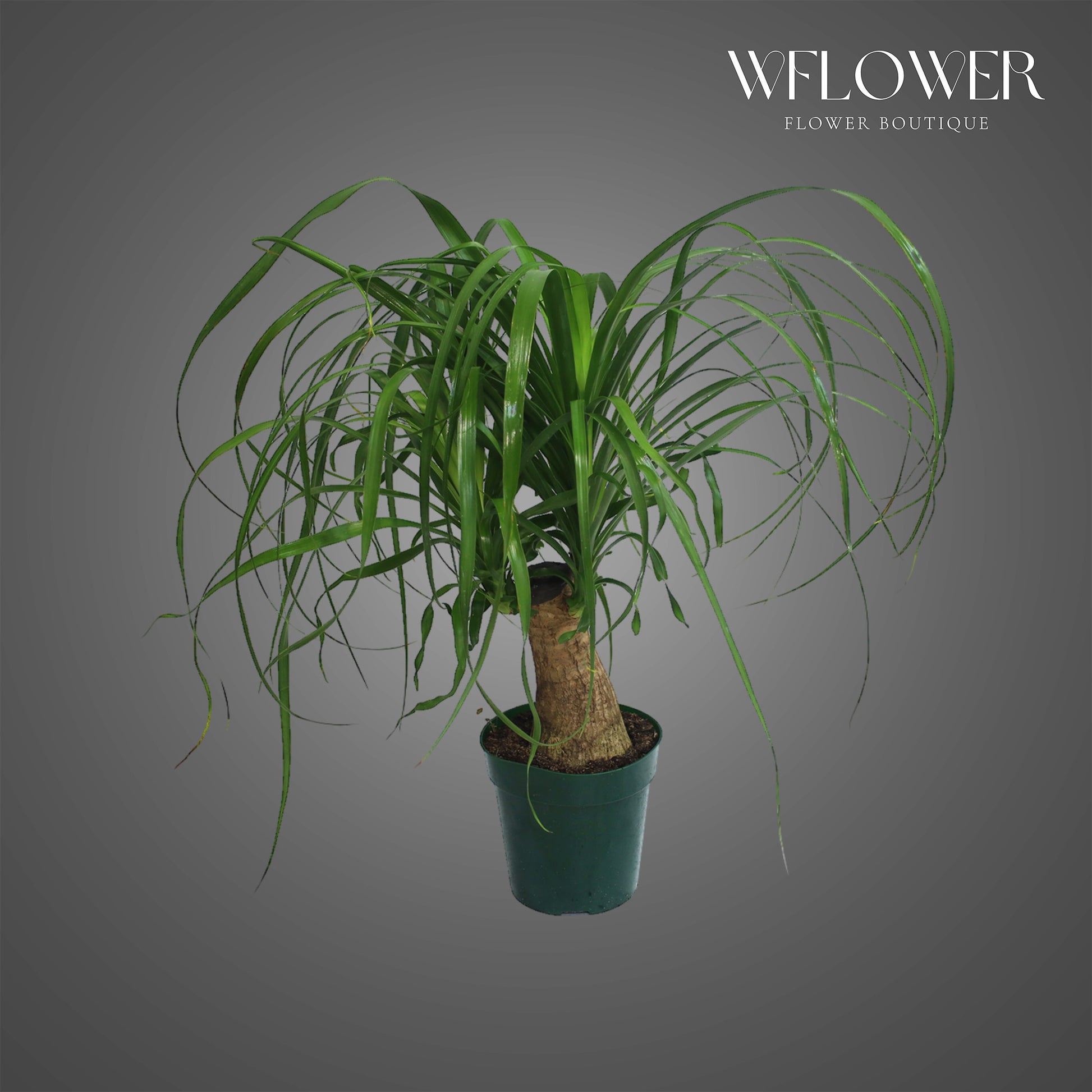 Ponytail Palm, approx. 2 ft tall potted indoor plant