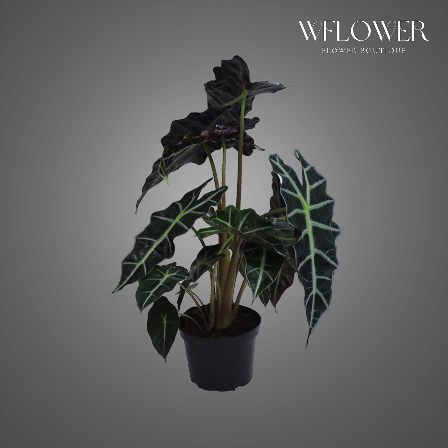 Alocasia Polly, 2 ft tall potted indoor plant