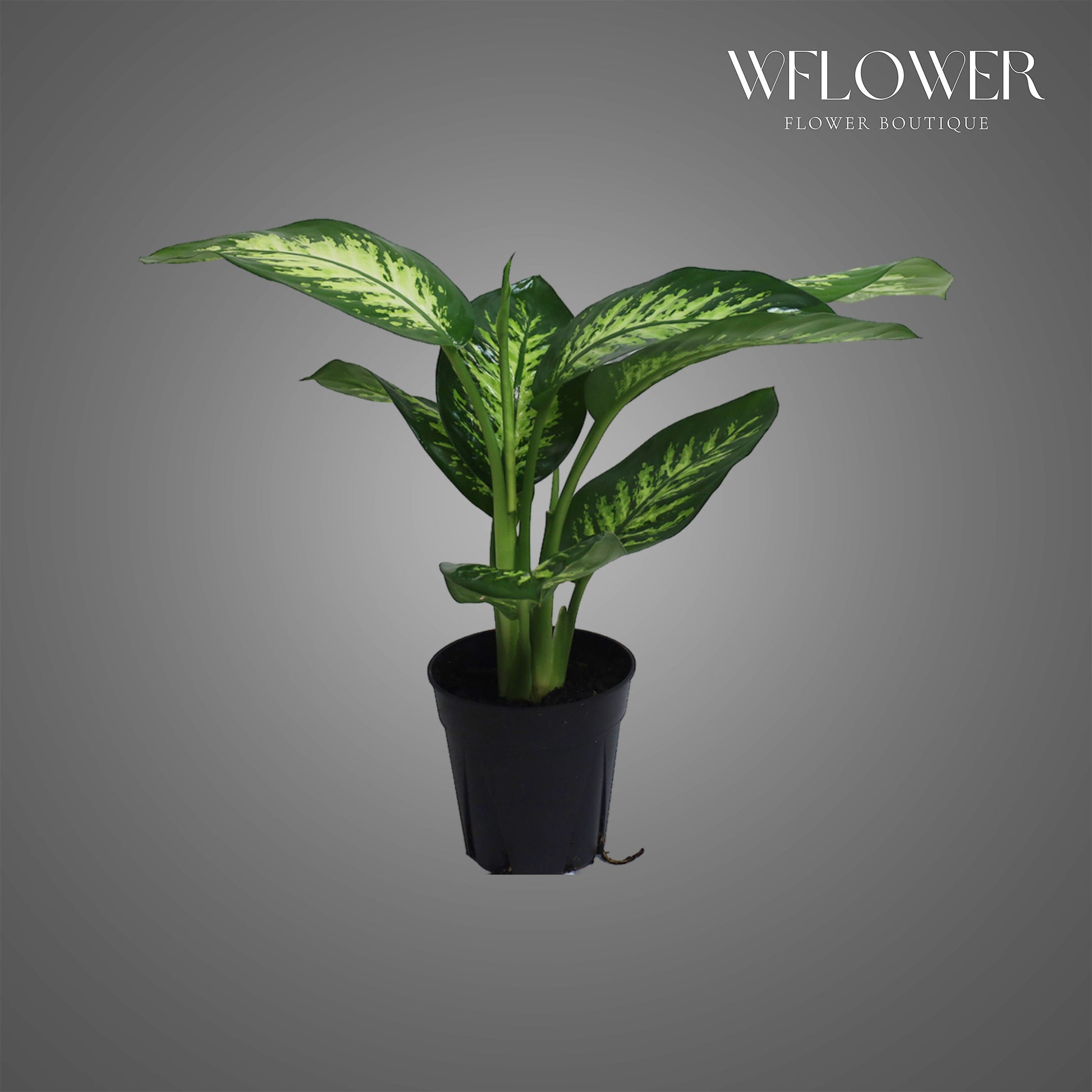 Dieffenbachia Plant, 18 in tall potted indoor plant