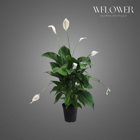 Peace Lily, 3 ft tall potted indoor plant