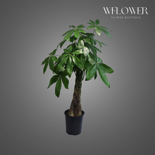 Money Tree, approx. 4.5 ft tall potted indoor plant