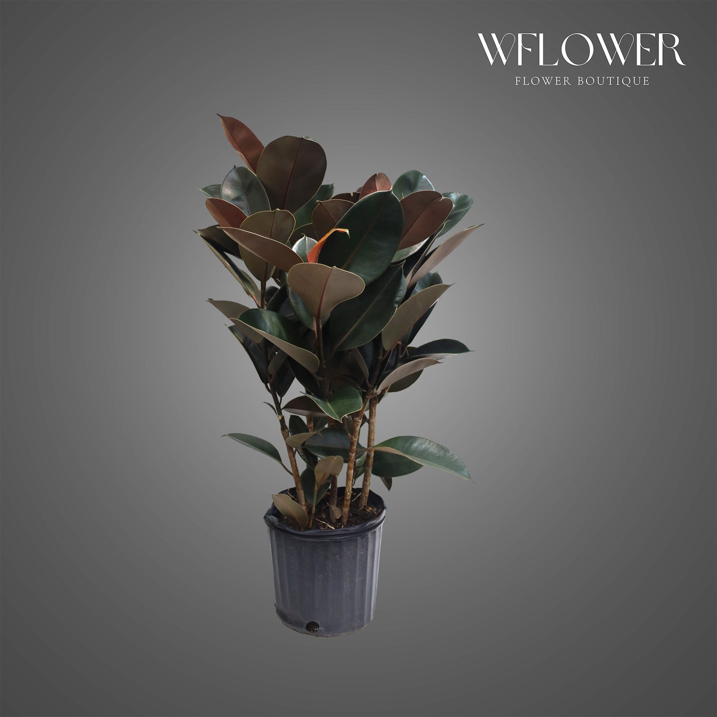 Burgundy Rubber Plant, 38 in tall potted indoor plant