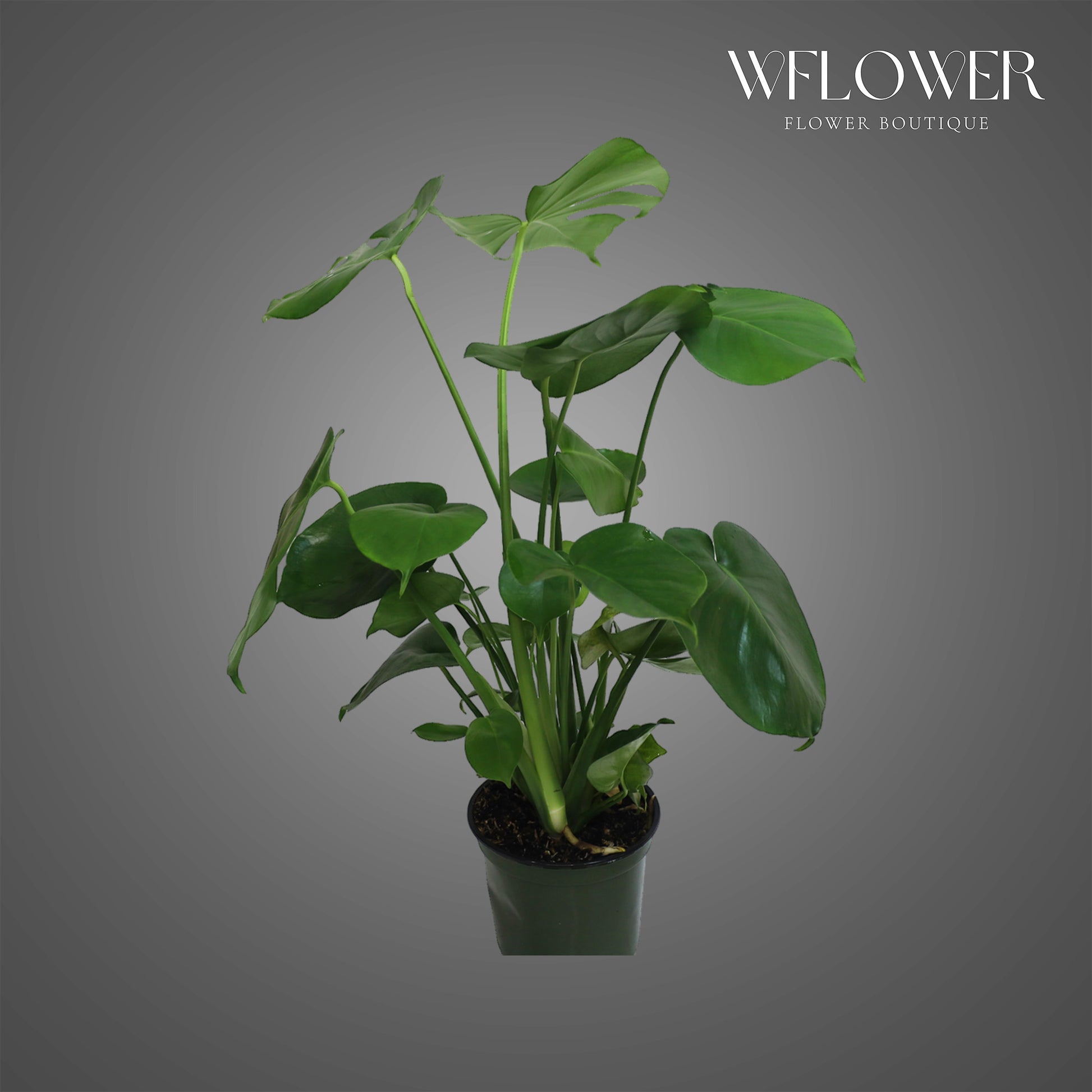 Monstera Deliciosa, 2 ft tall potted indoor plant