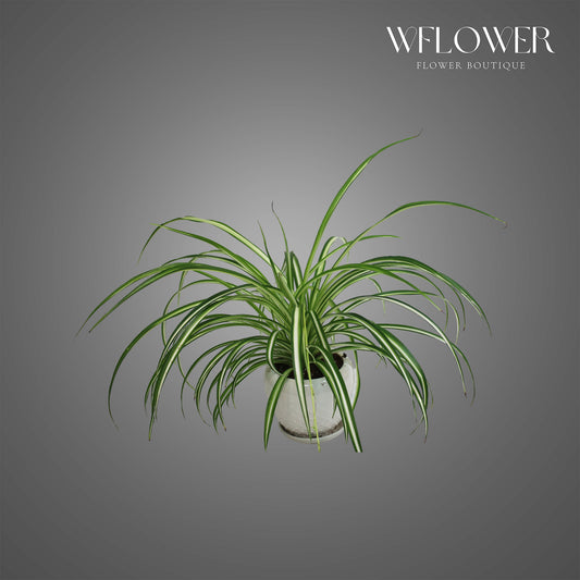 Spider Plant, 1 ft tall potted indoor plant