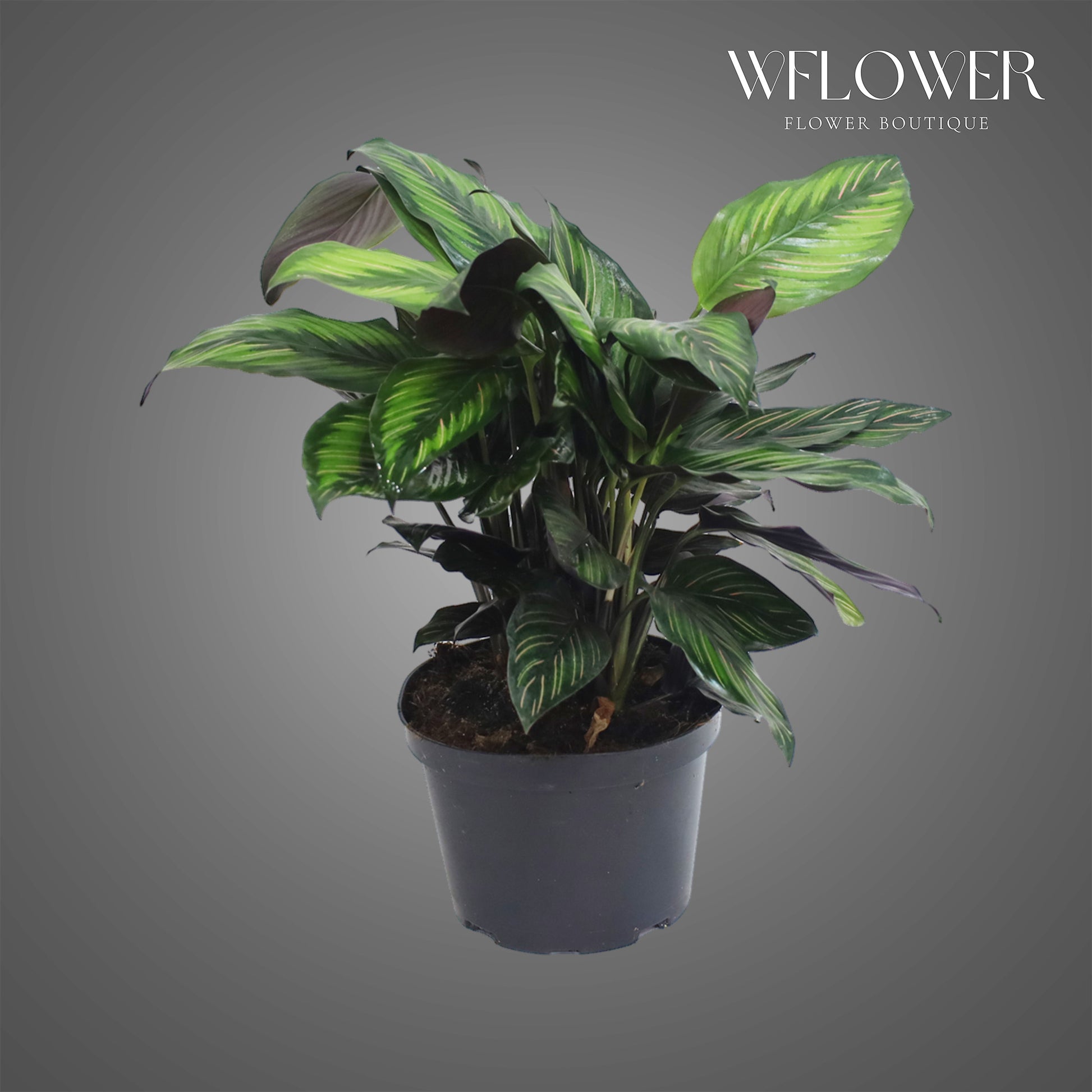 Calathea Prayer Plant, 1 ft tall potted indoor plant